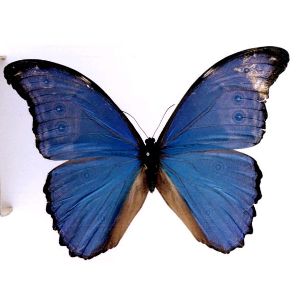 Blue Morpho Butterfly_Baiduwiki