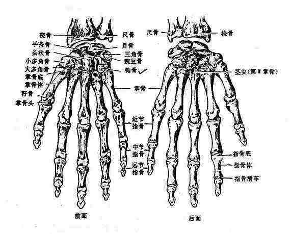 bone（The hard tissue in the limbs of animals）_Baiduwiki