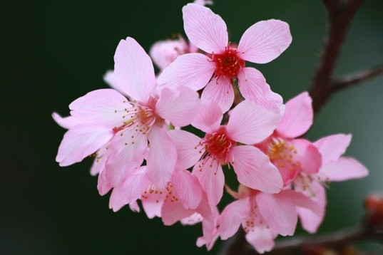 桜（バラ科サクラ亜属の植物）_百度百科