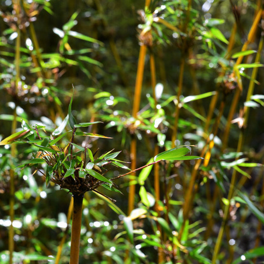 Fargesia spathaceaPlanta del gnero Fargesia de la familia Poaceae._Baidu  Enciclopedia