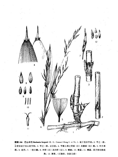 bamboo rhizome_Baiduwiki
