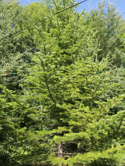 Pinaceae（Una familia del orden Pinales.）_Baidu Enciclopedia