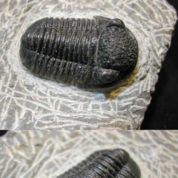 三葉虫_百度百科