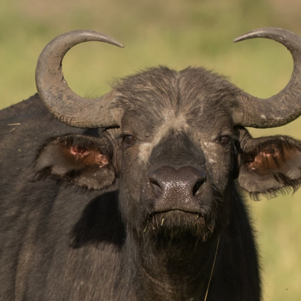 アフリカ野生スイギュウ_百度百科