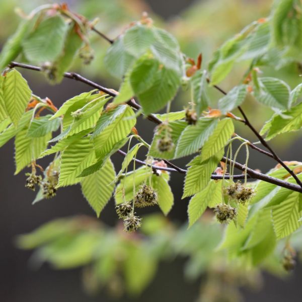 was kosten kirschlorbeer pflanzen Kirschlorbeer (160-180cm) 'Rotundifolia' im Topf