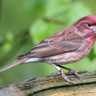 Purple Finch_百度百科