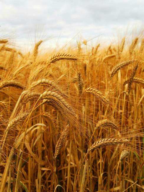 Trigo（Planta del género Triticum de la familia Poaceae.）_Baidu Enciclopedia
