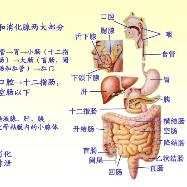 消化器系_百度百科