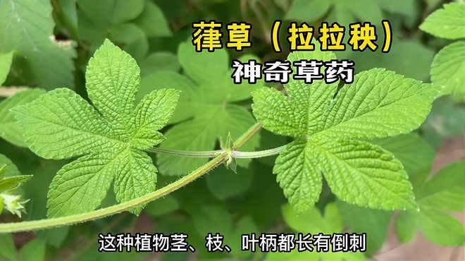 カナムグラ_百度百科