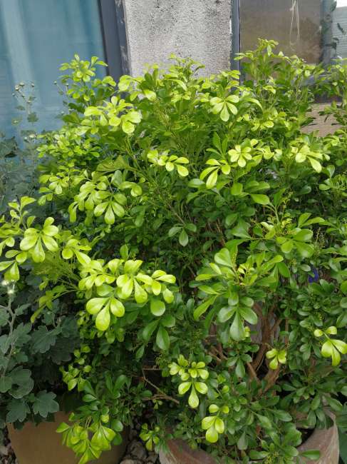 Aglaia odorata（a plant in the genus Aglaia of the family Meliaceae ...
