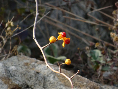 ツルウメモドキ（ニシキギ科ツルウメモドキ属の植物）_百度百科