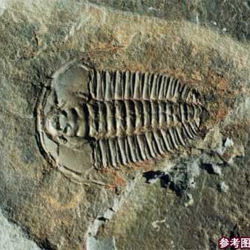 中国 山東省 燕子石(三葉虫の化石)　文鎮 三葉虫｜化石標本・分売｜化石販売・鉱物販売の東京サイエンス