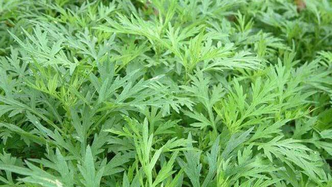 ヨモギ（キク科ヨモギ属の植物）_百度百科