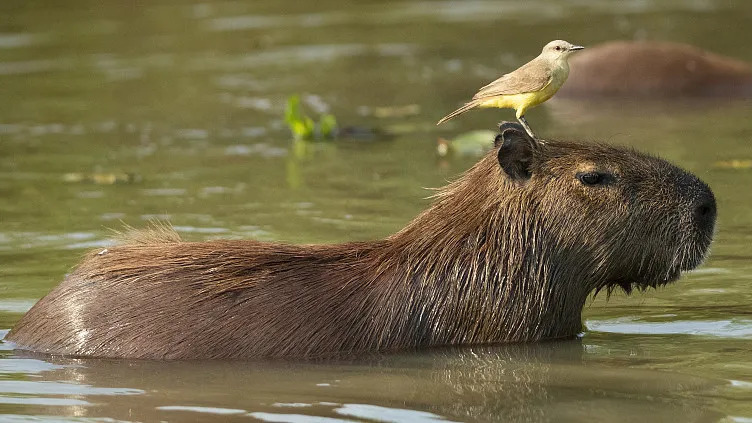 Capybara（A rodent species in the family Caviidae, genus Hydrochoerus ...