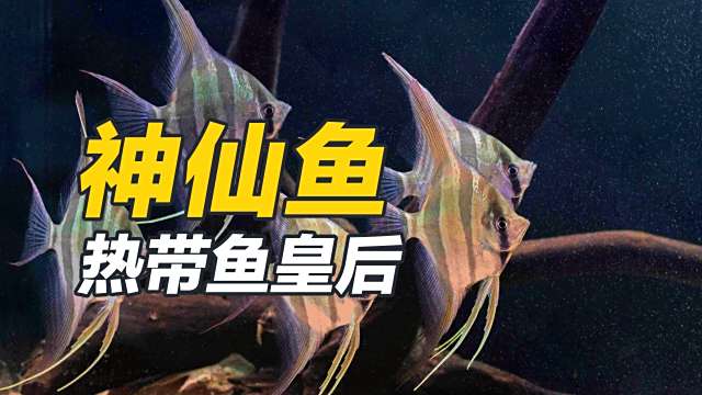 エンゼルフィッシュ_百度百科