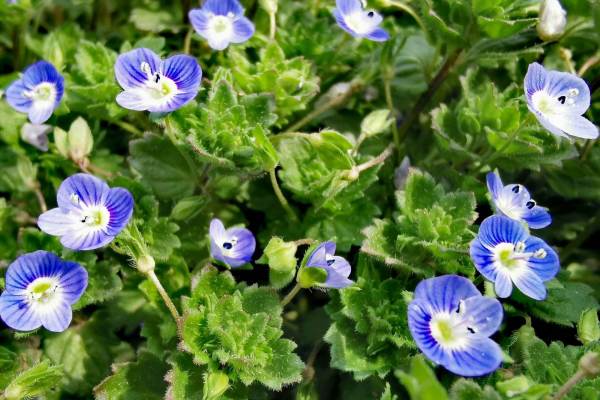 タチイヌノフグリ（オオバコ科クワガタソウ属の植物）_百度百科