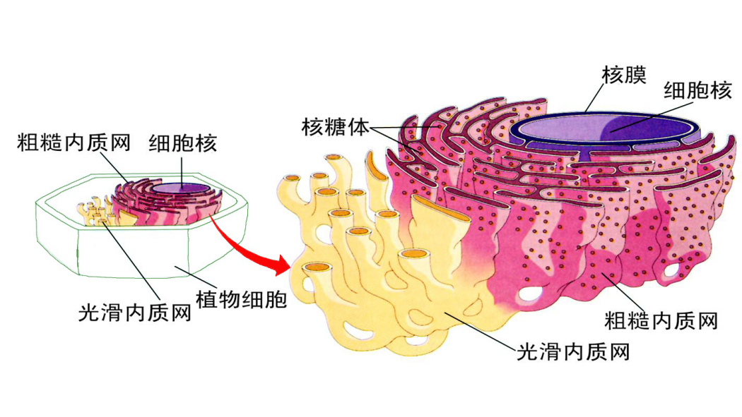 Endoplasmic reticulum（Synthesizes protein macromolecules）_Baiduwiki