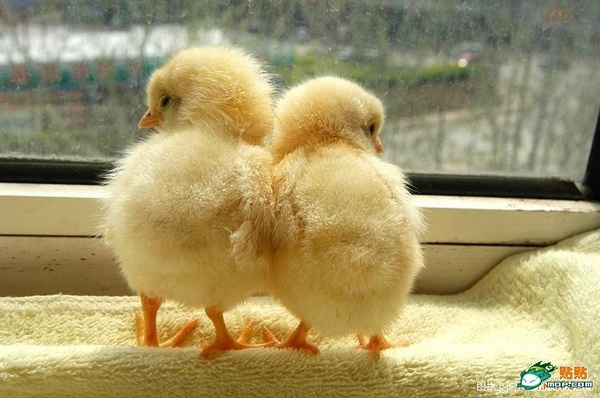Pollito_Baidu Enciclopedia