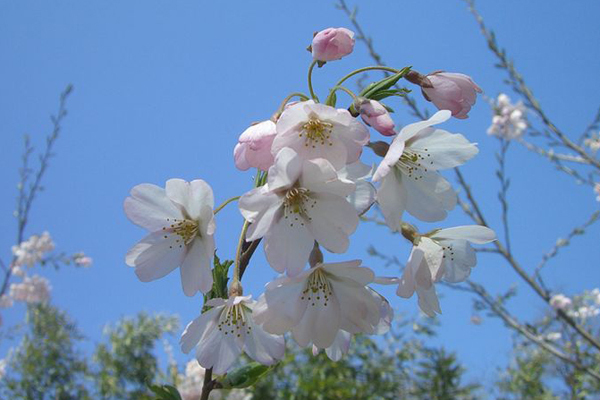 桜（バラ科サクラ亜属の植物）_百度百科