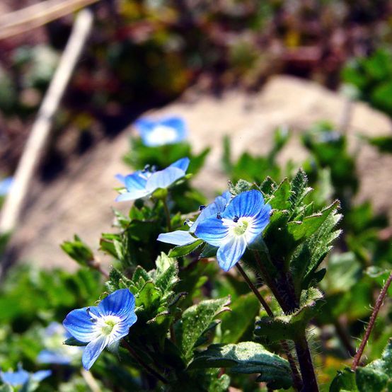 タチイヌノフグリ（オオバコ科クワガタソウ属の植物）_百度百科