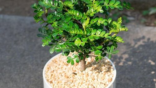 サンショウ（ミカン科サンショウ属の植物）_百度百科
