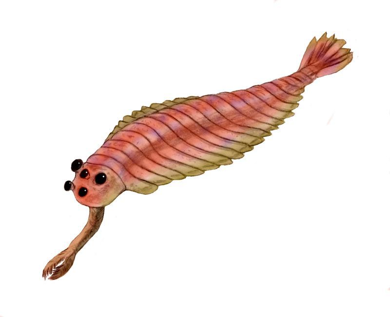 オパピニアです。 オパビニア_百度百科