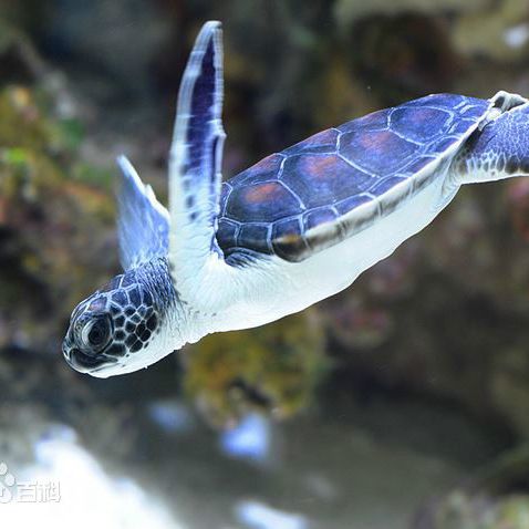 アオウミガメ_百度百科