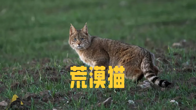 チャイニーズマウンテンキャット_百度百科