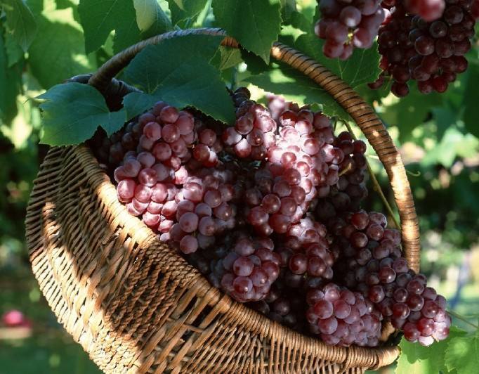 Dazeshan Grape_Baiduwiki