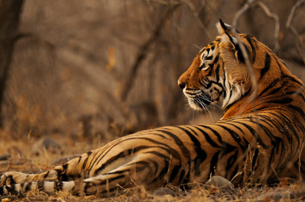 Machali（A female Bengal tiger known as the 