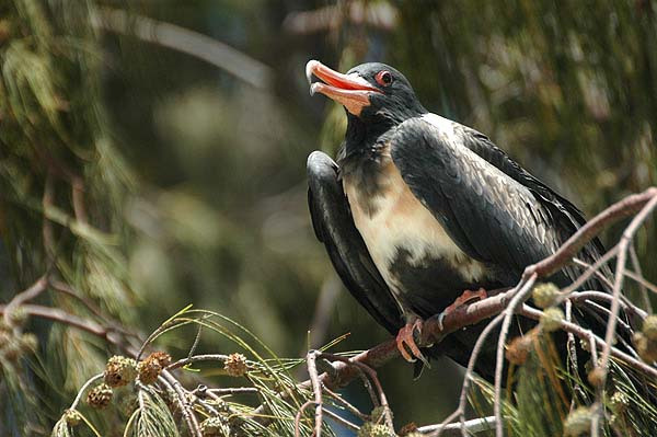 Frigate bird_Baiduwiki