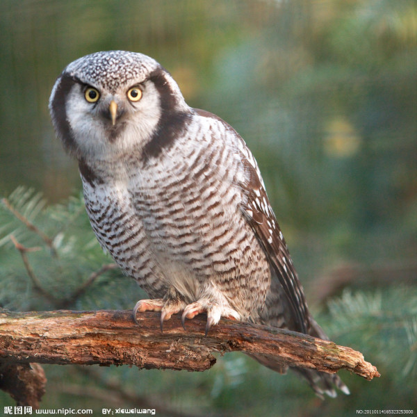 梟（古代においてフクロウ類の鳥を指す総称。）_百度百科