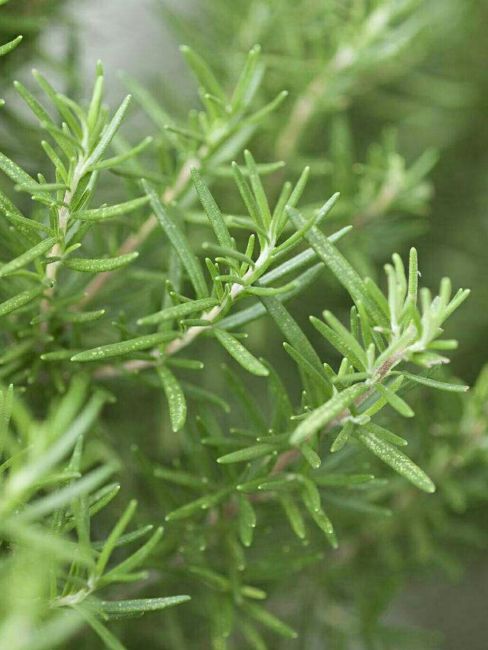 Rosemary（A plant in the family Lamiaceae and genus Rosmarinus.）_Baiduwiki