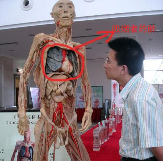 人体_百度百科