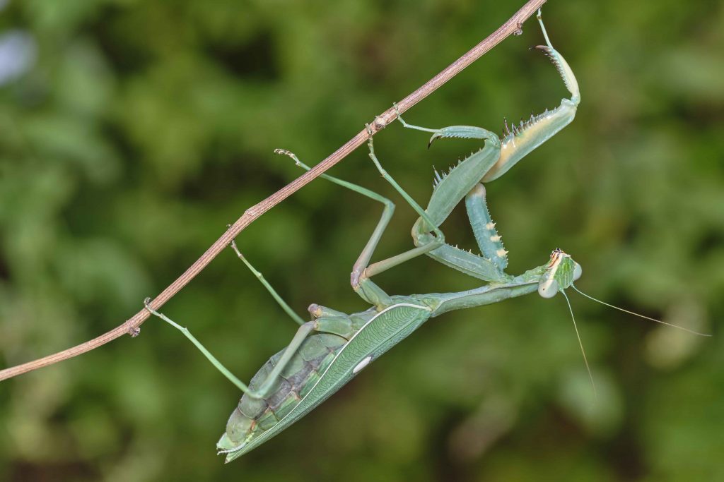 Giant African Mantis_Baiduwiki