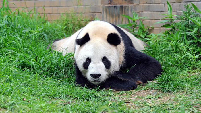 Panpan（世界最高齢のオスのジャイアントパンダ）_百度百科