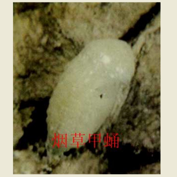 Cigarette beetle_Baiduwiki