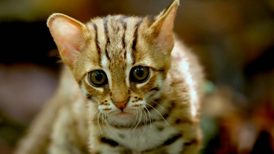 Rusty-spotted Cat（an animal in the genus Prionailurus of the family ...