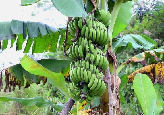 Big Mike（A plant in the Musaceae family and the genus Musa.）_Baiduwiki