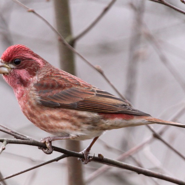 Purple Finch_百度百科