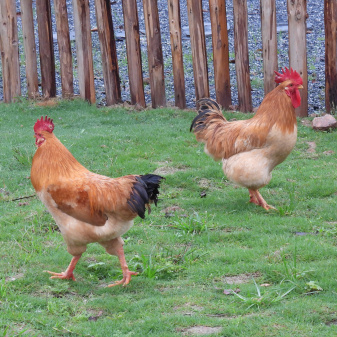 Gallus gallus domesticus_Baidu Enciclopedia