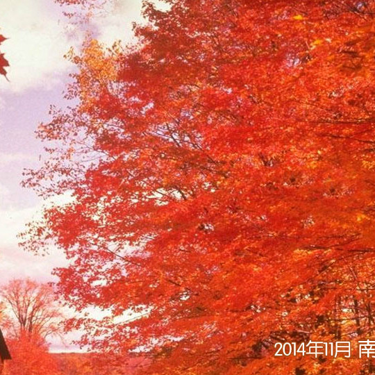 紅葉（観賞植物の一種）_百度百科