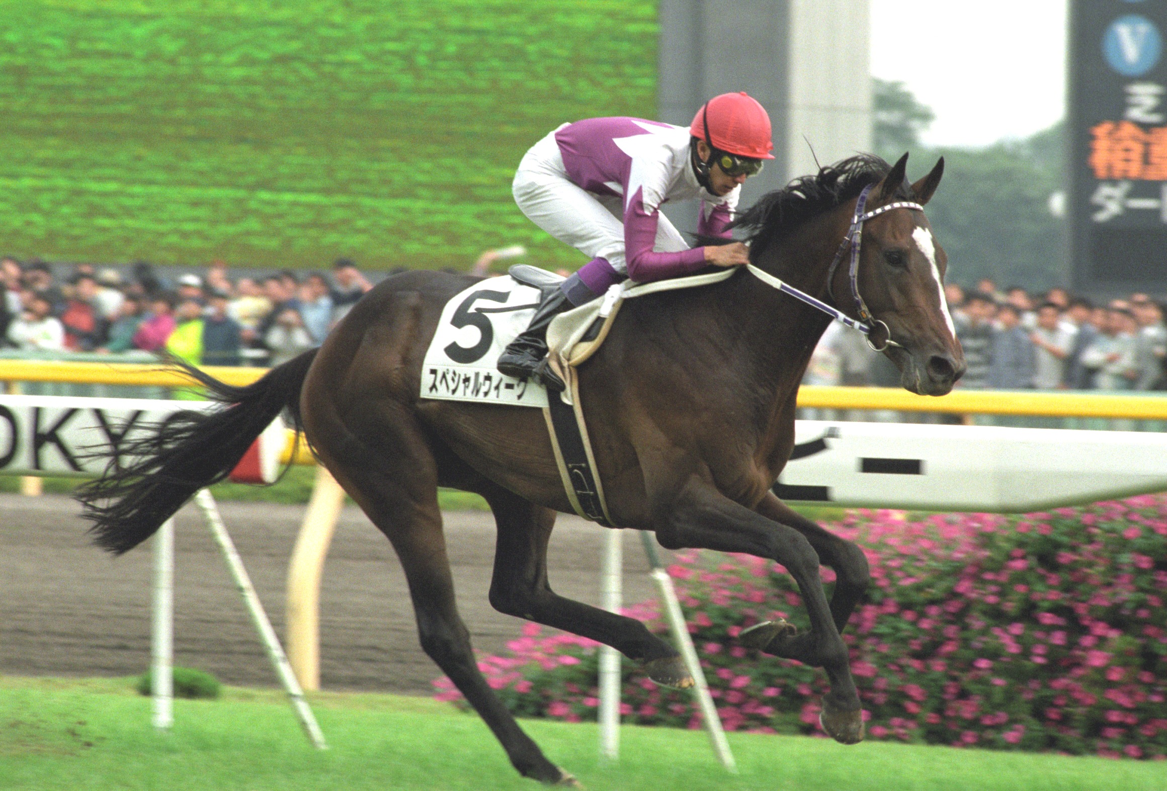 スペシャルウィーク（1995年生まれの日本競走馬）_百度百科