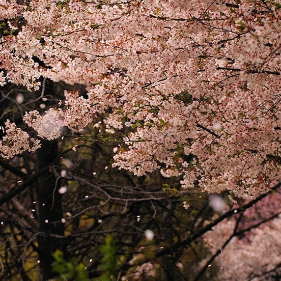 桜（バラ科サクラ亜属の植物）_百度百科