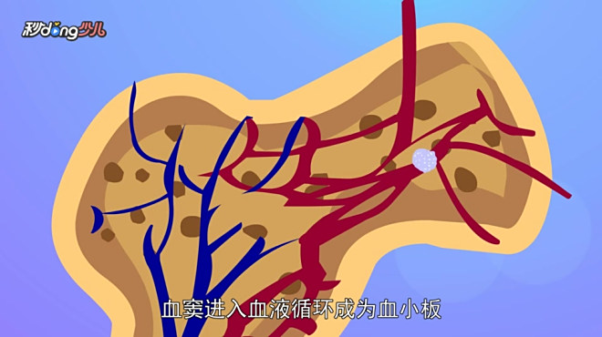 血小板_百度百科