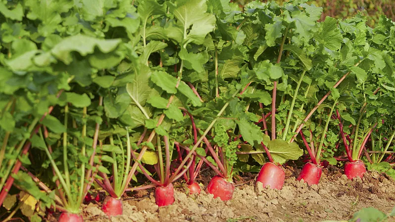 Red Radish_Baiduwiki