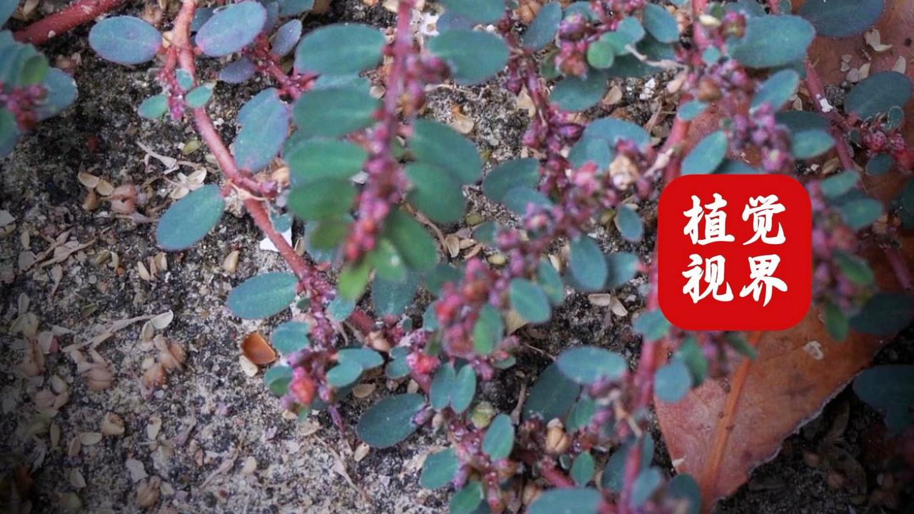 ツタ_百度百科