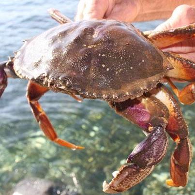 Dungeness Crab_Baiduwiki