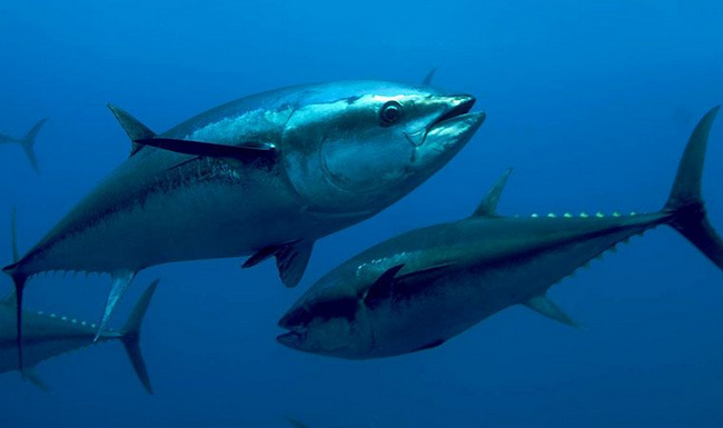 Tuna（a fish in the family Scombridae of the order Perciformes）_Baiduwiki