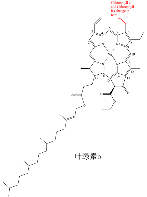 Chlorophyll_Baiduwiki